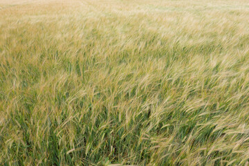 Dreamy, soft field of Barley, Hordeum vulgare