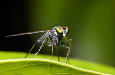 Fototapeta premium fly on leaf