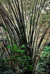 Bambusy w parku