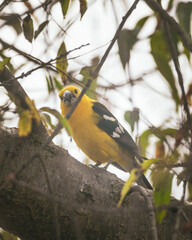 Naklejka premium yellow billed hornbill