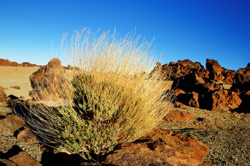 Roques de Garcia in sunset light, Teide National Park, Tenerife, Canary Islands, Spain