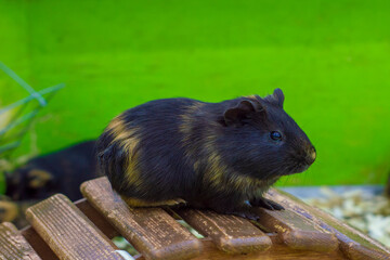 A guinea pig. Striped color. Black with orange. View from the side, a popular household pet