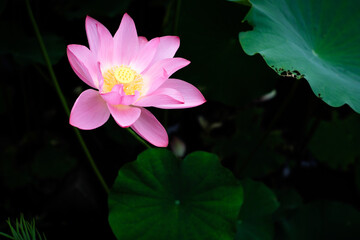 Lotus Flower at Taipei Botanical Garden in Taipei, Taiwan.