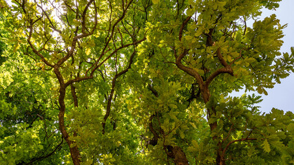 green tree branches