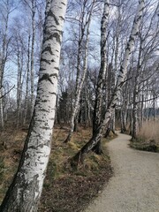 path in the woods