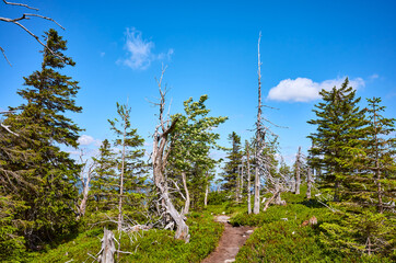 Path among dead trees in Karkonosze National Park, Poland.