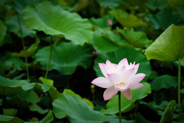 Lotus Flower at Taipei Botanical Garden in Taipei, Taiwan.