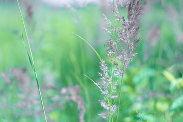 
Summer natural background of wildflowers and herbs.
