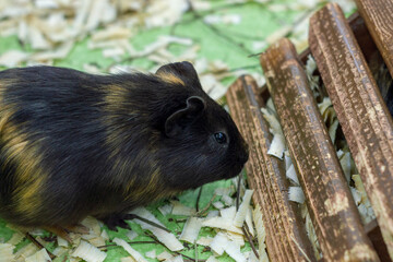 A guinea pig. Striped color. Black with orange. View from the side, a popular household pet