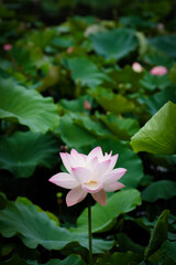 Lotus Flower at Taipei Botanical Garden in Taipei, Taiwan.