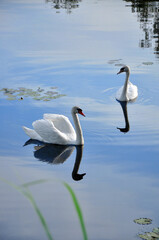 Two swans swimming in the calm pond