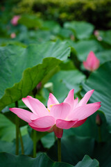 Obraz premium Lotus Flower at Taipei Botanical Garden in Taipei, Taiwan.