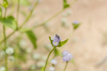 bee on little flower