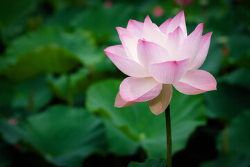 Lotus Flower at Taipei Botanical Garden in Taipei, Taiwan.