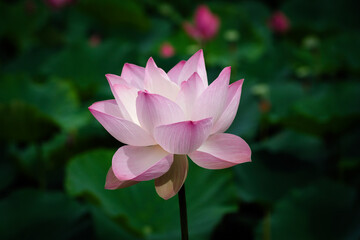 Fototapeta premium Lotus Flower at Taipei Botanical Garden in Taipei, Taiwan.