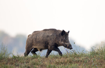 Wild boar walking on meadow