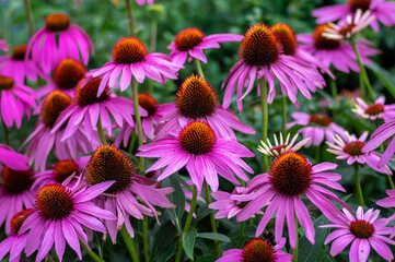 Echinacea purpurea flowering coneflowers, group of ornamental medicinal plants in bloom