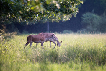 Naklejka na ściany i meble Red deer females walking on meadow in forest