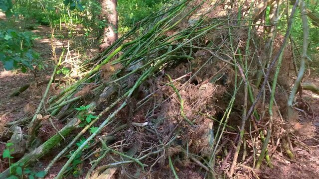 Tree branches are piled up in the forest like an old Indian tent where you can find protection