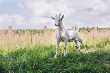 Goat on a background of field and sky