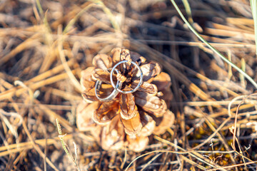 Close-up of shiny wedding rings on the top of a pine cone on the ground at sunset. Wedding idea concept