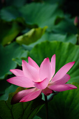 Fototapeta premium Lotus Flower at Taipei Botanical Garden in Taipei, Taiwan.