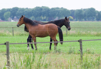 Two horses standing in a meadow in Arnhem, Netherlands