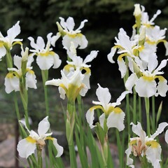 White and yellow Iris sanguinea