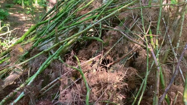 Tree branches are piled up in the forest like an old Indian tent where you can find protection