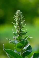 Verbascum densiflorum bright yellow denseflower in bloom, tall flowering herb medicinal plant, flowers and buds
