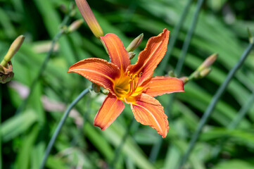 Hemerocallis fulva beautiful orange plants in bloom, ornamental flowering daylily flowers in natural parkland