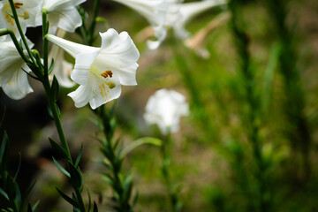 Lily Flower at Taipei Botanical Garden in Taipei, Taiwan.