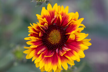 Gaillardia aristata beautiful flowering wild plant, red and yellow petals, blanketflower in bloom