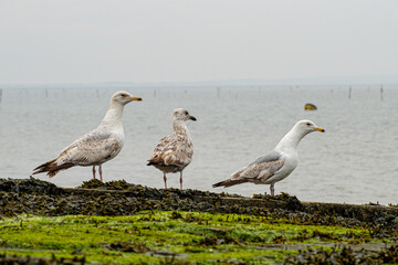 Fototapeta premium Seagulls