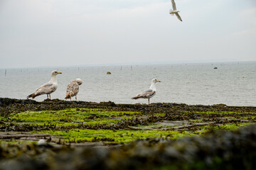 Seagulls