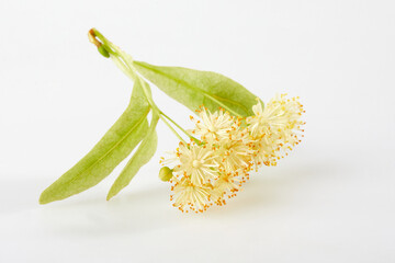 Fresh linden flowers isolated on a white background.