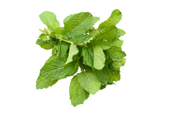 Pepper mint on isolated white