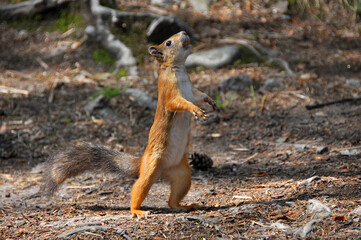 Neugieriges stehendes Eichhörnchen am Waldboden