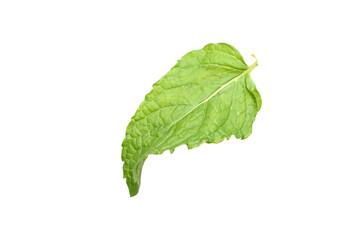 Mint leaf