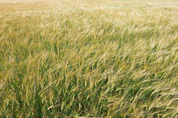 Field of Barley, Hordeum vulgare