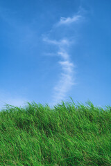 Obraz na płótnie Canvas Grassland with Blue Sky in Summer Season, Background Material.