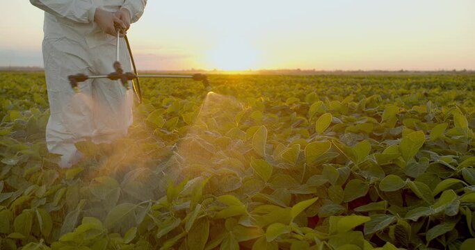 Spray ecological pesticide. Farmer fumigate in protective suit and mask Spraying Fertilizers on soybean plant field. Man spraying toxic pesticides, pesticide, insecticides