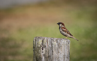 Cute small Sparrow sitting on a wooden log