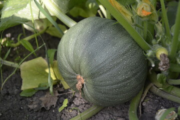 overgrown green pumpkin intended for cooking