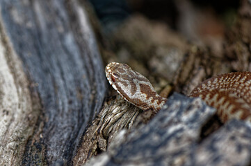 vipera berus