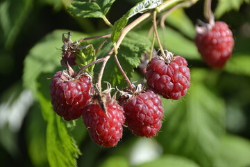 four ripe red raspberries on a background of green leaves of raspberries