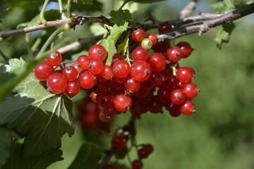 ripe bunch of red currants