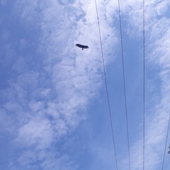 kite in the sky