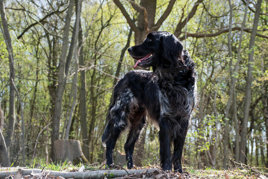 portrait of a black dog. Large munsterlander hunting dog standing in front of a forest. Looking to the left. Happy dog in nature. Walking in a rural area in the netherlands. 