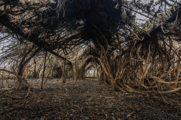 many creepers in a abandoned greenhouse